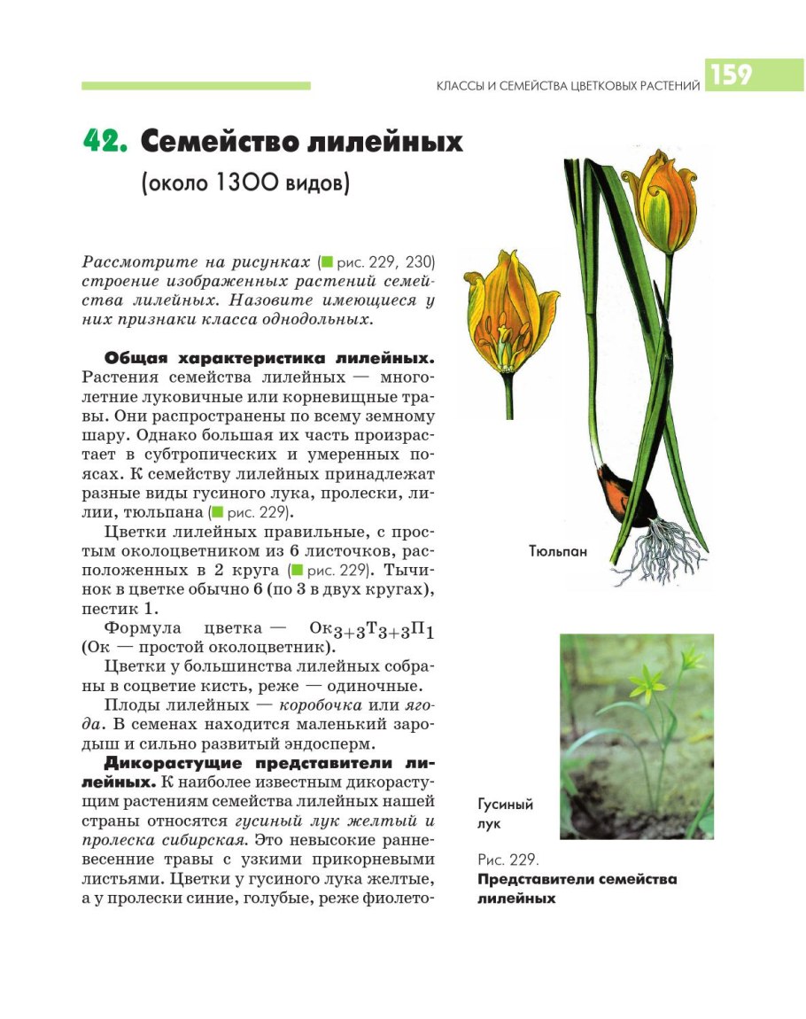 Формула цветка гусиного лука
