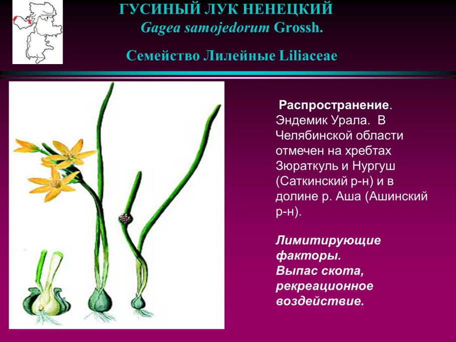 Лилейные гусиный лук