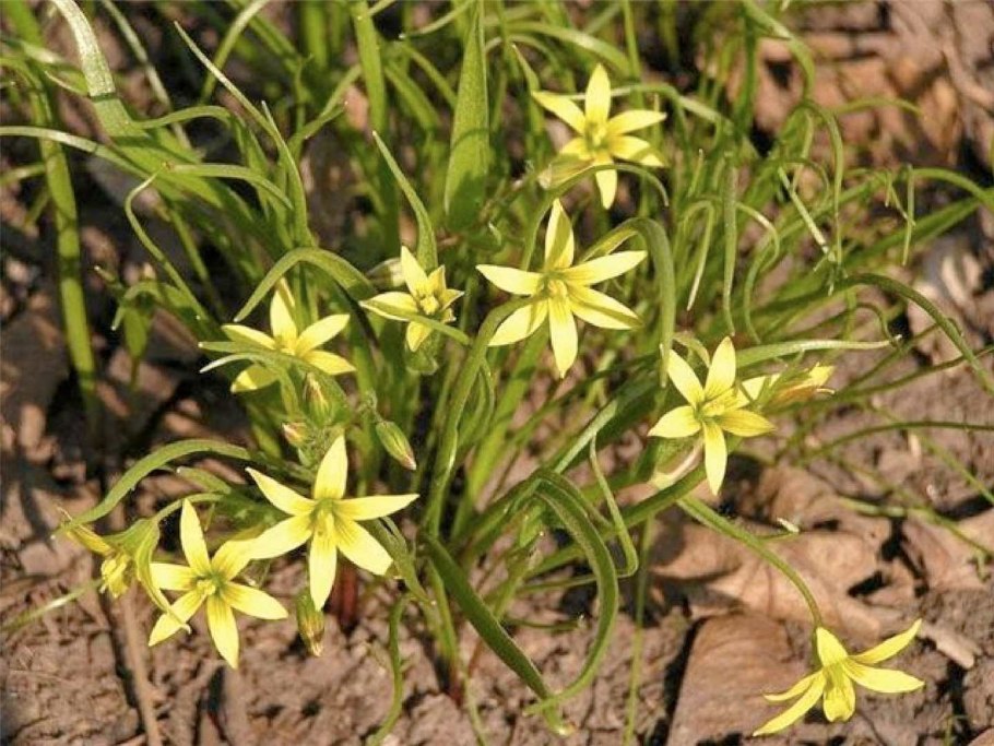 Гусиный лук жёлтый (Gagea lutea)