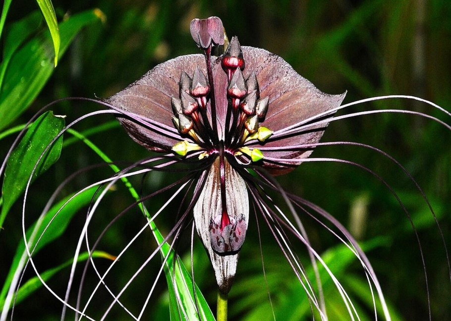 Такка Шантрье цветок