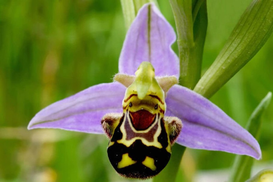 Орхидея Ophrys apifera
