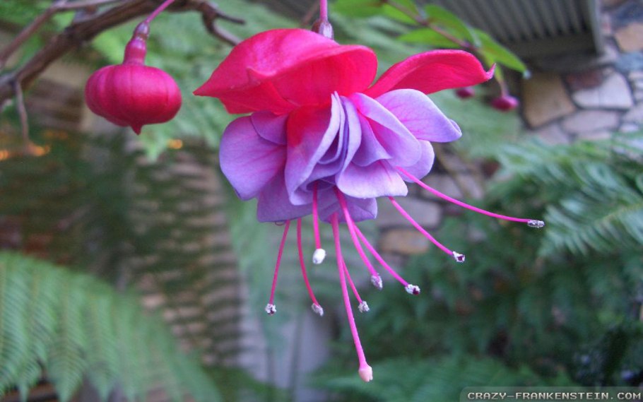 Фуксия Postiljon