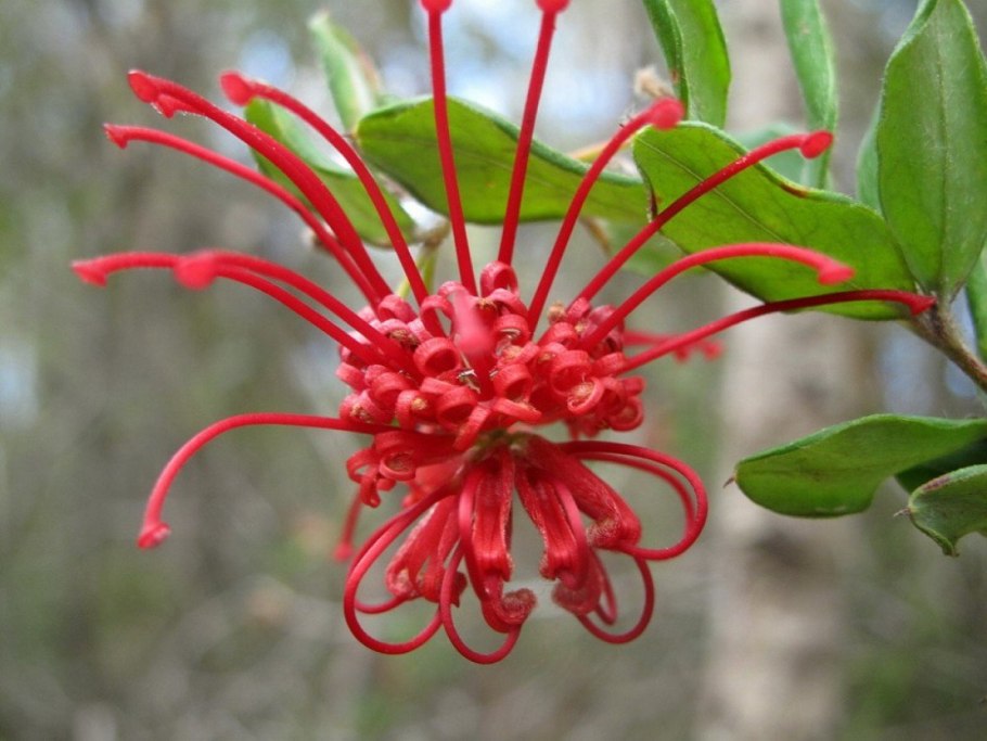 Grevillea speciosa