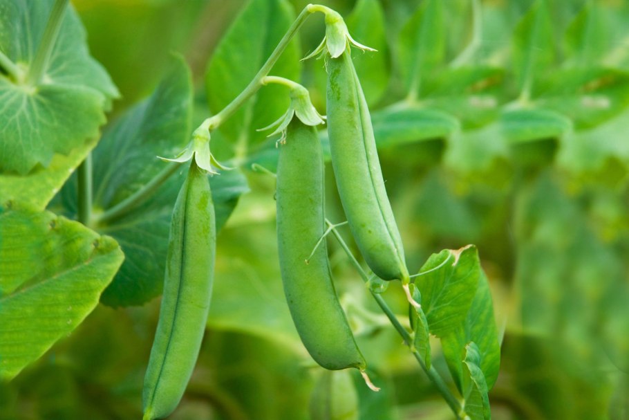 Биология Pisum sativum (горох посевной)