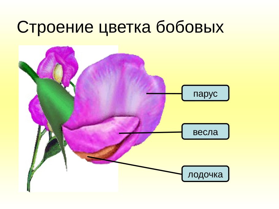 Строение цветка бобовых растений