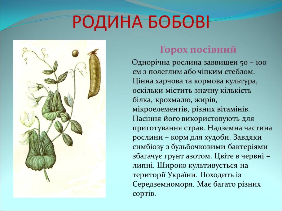 Родина гороха презентация