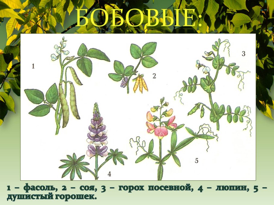 Горох посевной покрытосеменной