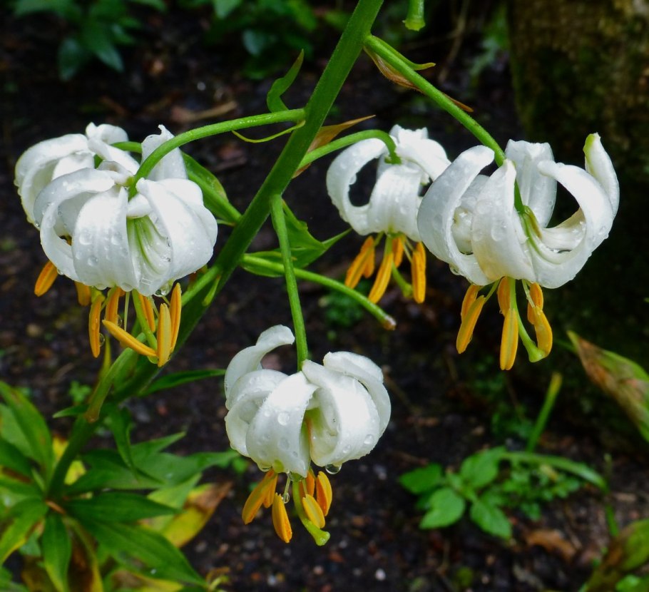 Дикая Лилия саранка