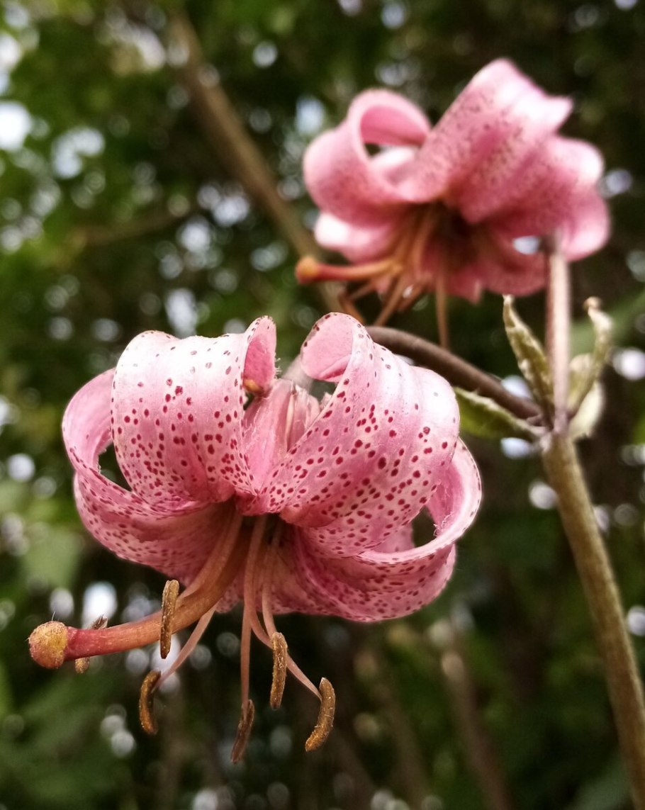 Тигровая Лилия саранка