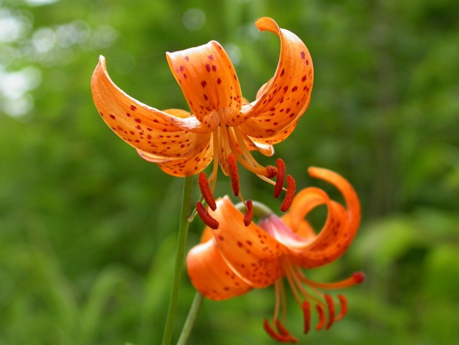 Лилия карликовая (Lilium pumilum)