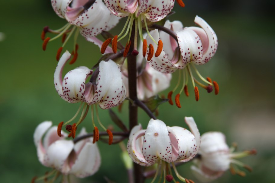 Саранка кудреватая