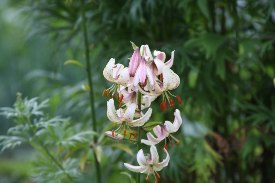 Лилия кудреватая на белом фоне