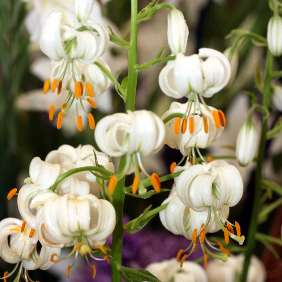 Лилия кудреватая саранка