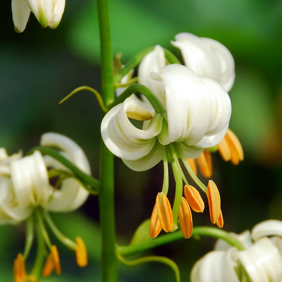 Лилия мартагон альбум кудреватая