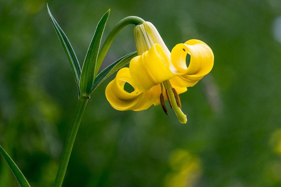 Лилия саранка Сибирская