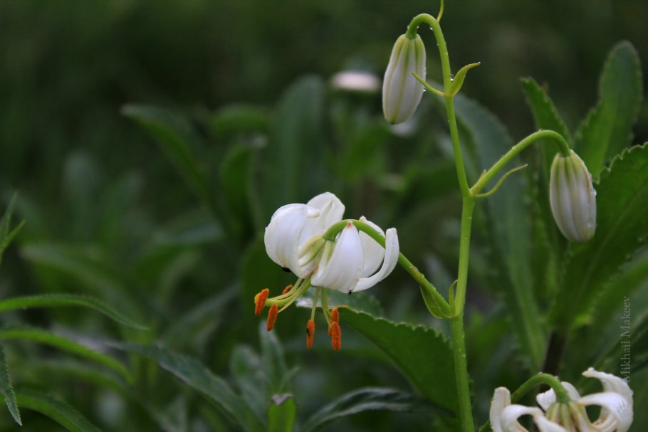 Лилии кудреватые мартагон