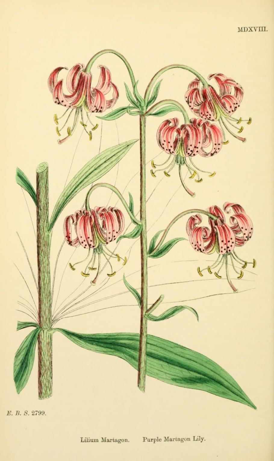 Лилия мартагон Гвинея Уайт