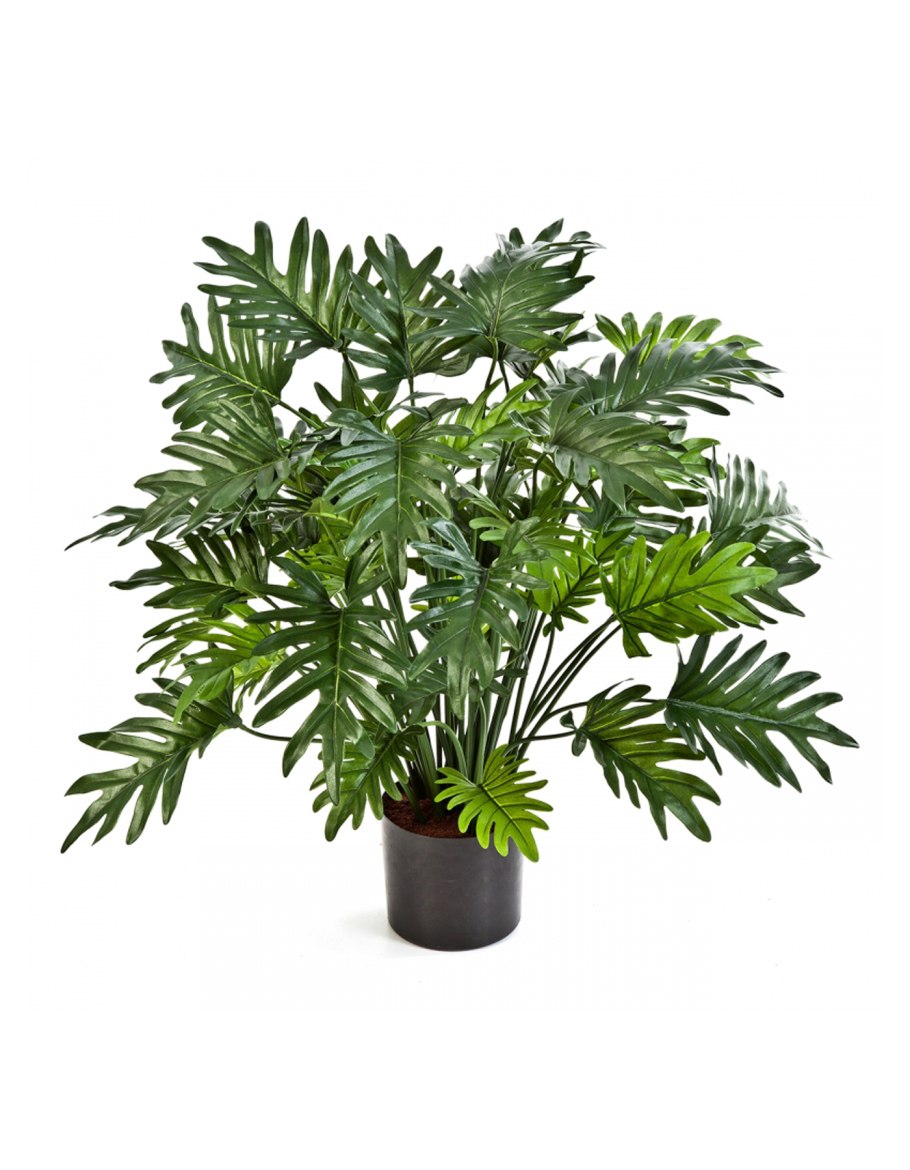 Philodendron Pot
