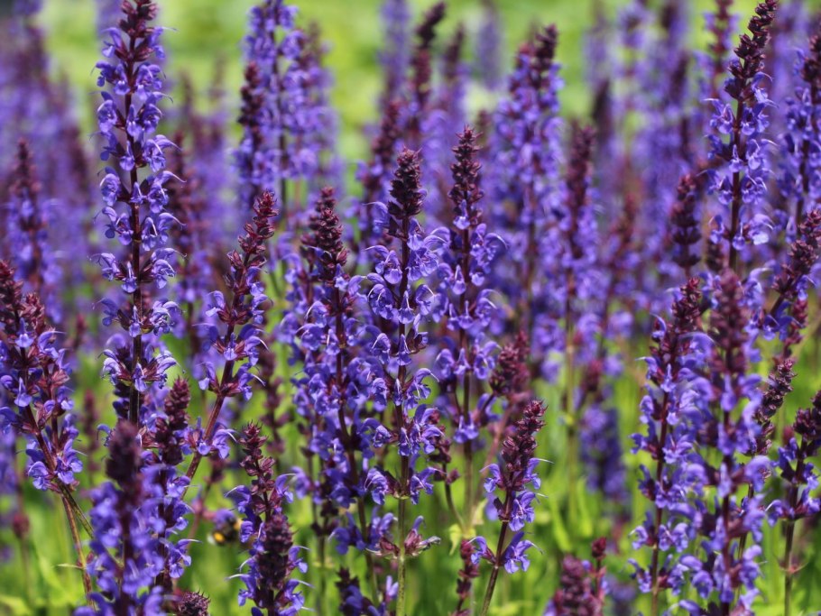 Salvia Blue Queen