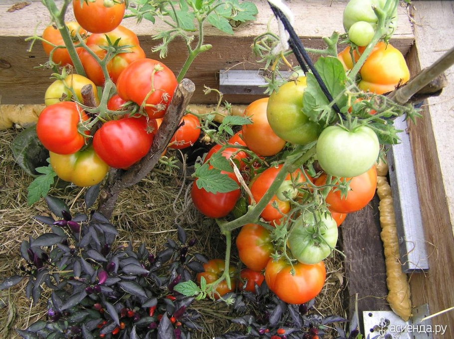 Семена томат моя радость f1