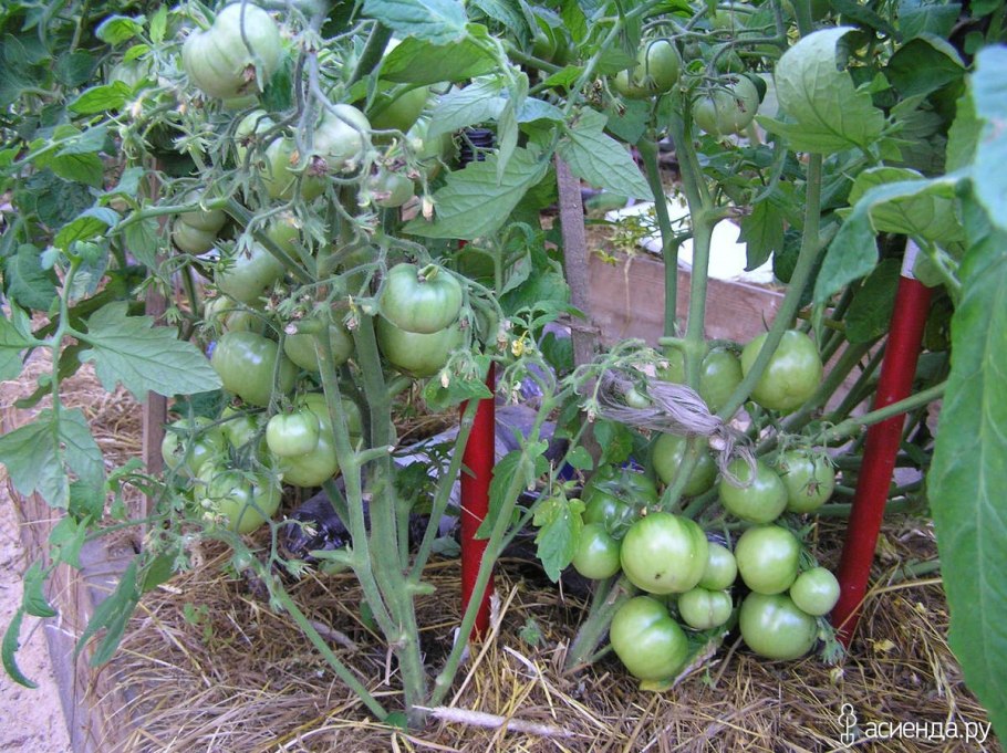 Сорт томата Бони мм