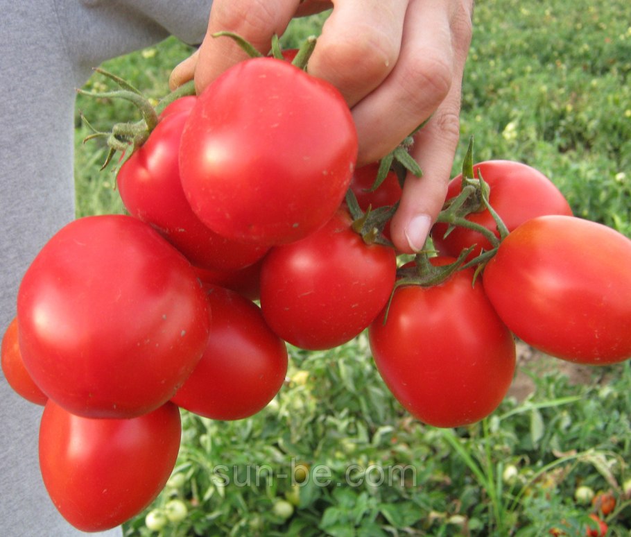 Семена Гавриш томат загадка 0,1 г