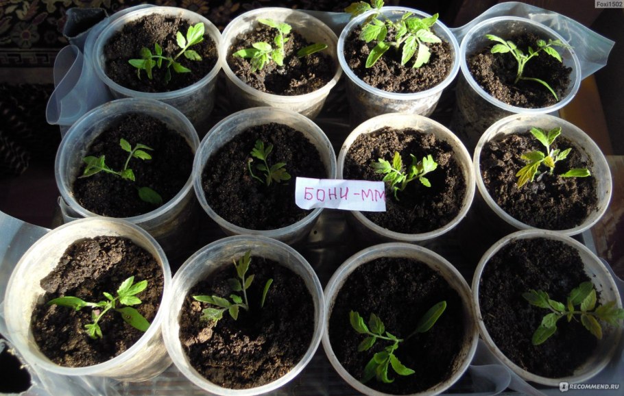 Томат большая мамочка