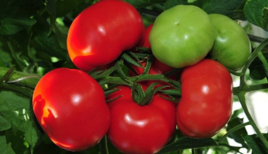 Томат девичьи сердечки 20шт Аэлита