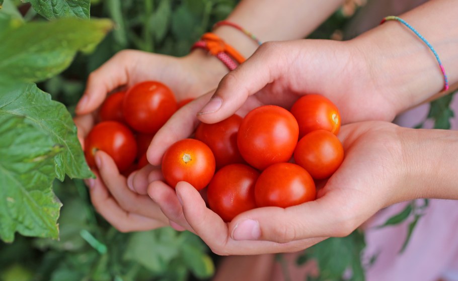 Томат сумка Нани