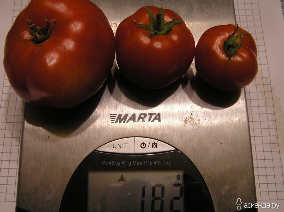 Сорт томатов Бони м