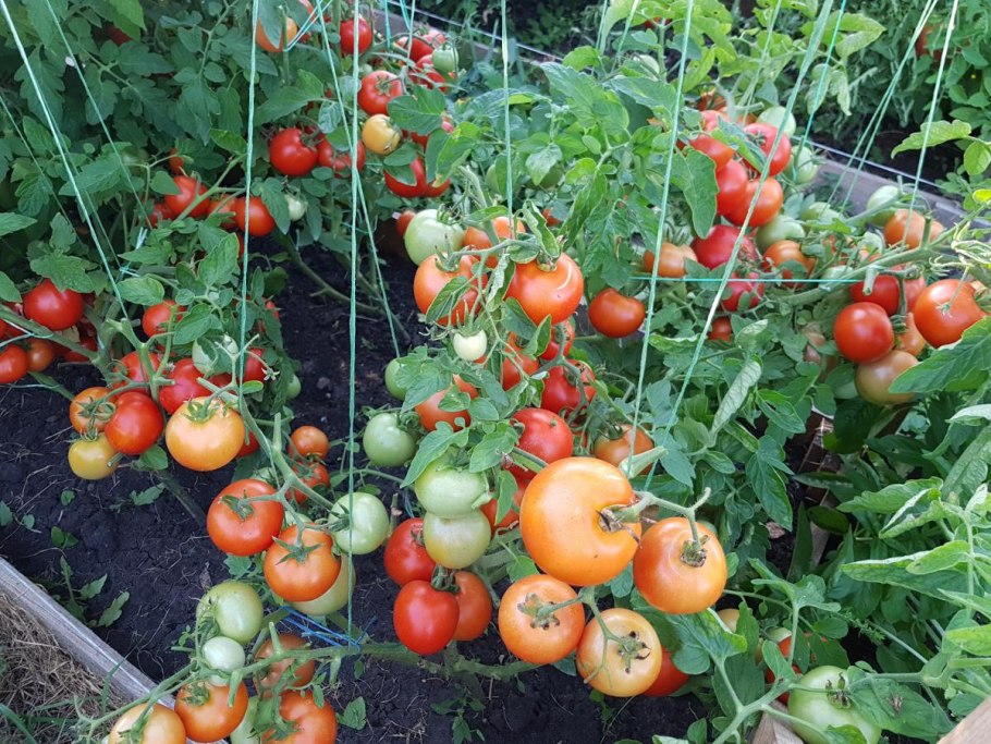 Ультраранние томаты Бони мм