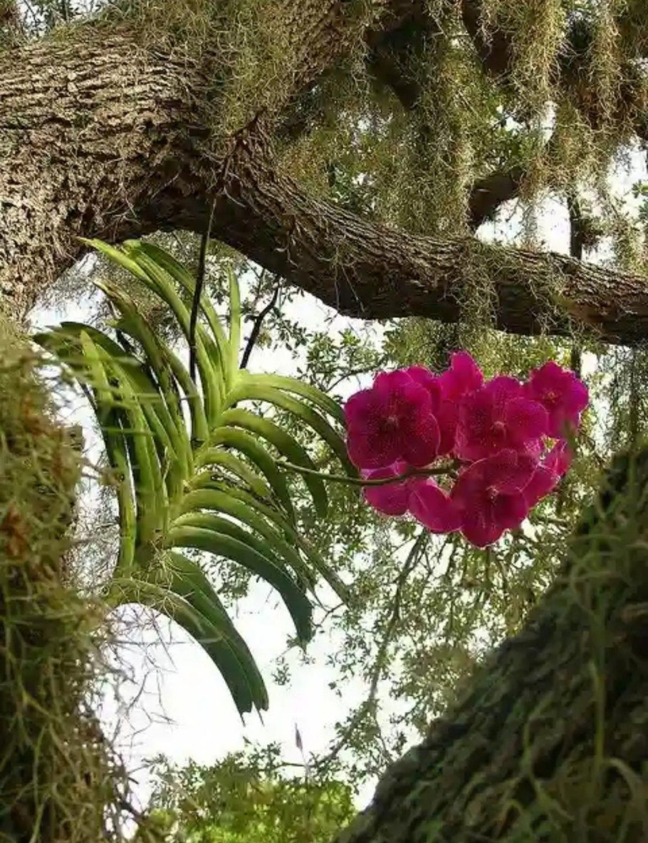 Орхидея эпифит