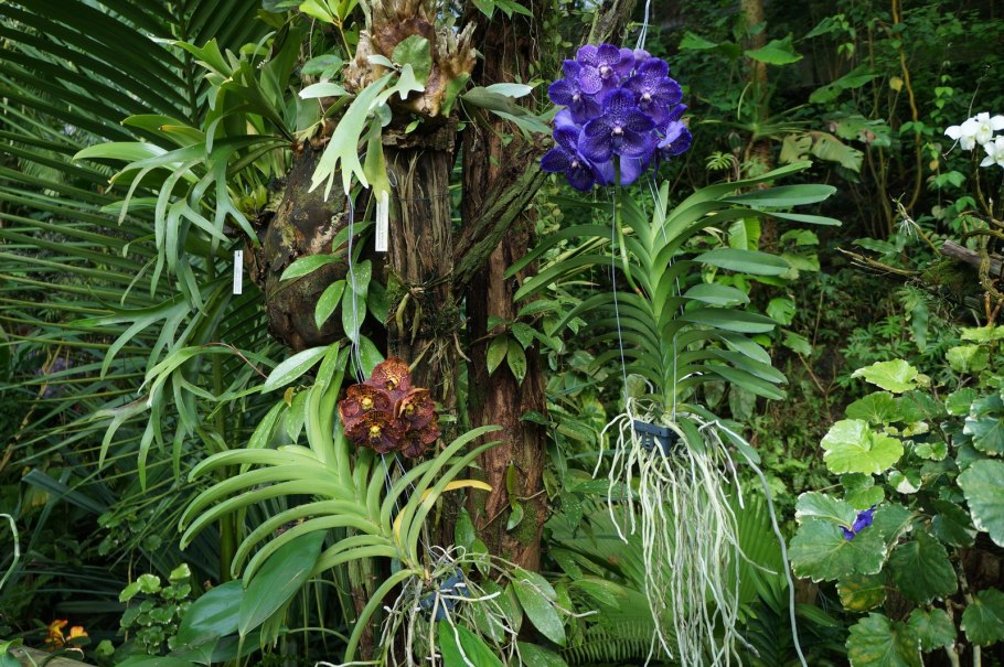 Эпифиты тропического леса