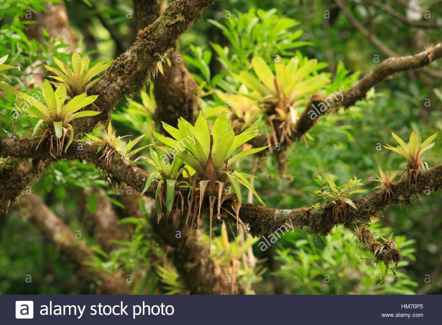 Коста Рика Эпифиты