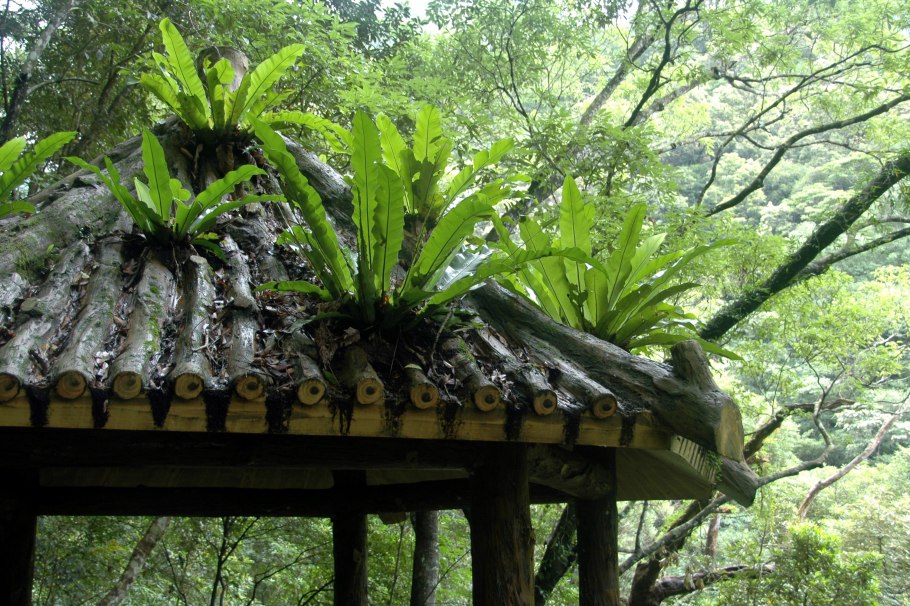 Тропические Эпифиты