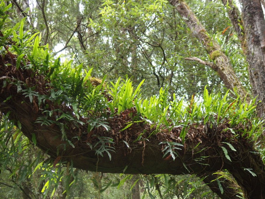 Эпифиты Южной Америки