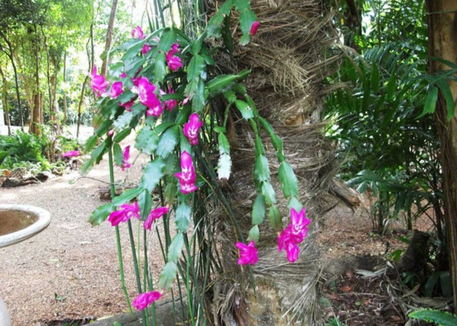 Шлюмбергерв дикой природе
