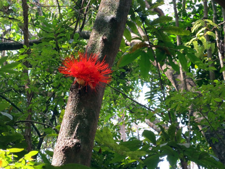 Эпифиты омела красная