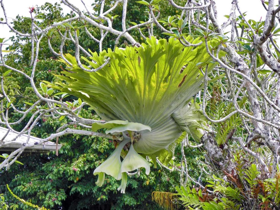 Эпифитный папоротник Платицериум