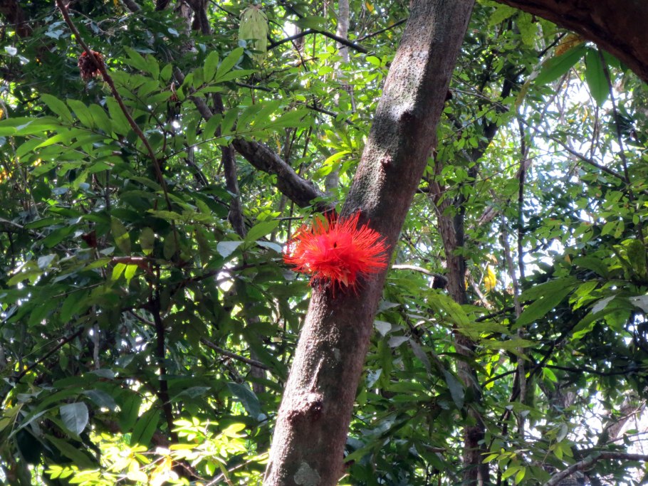 Эпифит растение Австралии