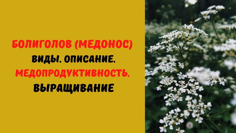 Признаки ядовитых растений картинки