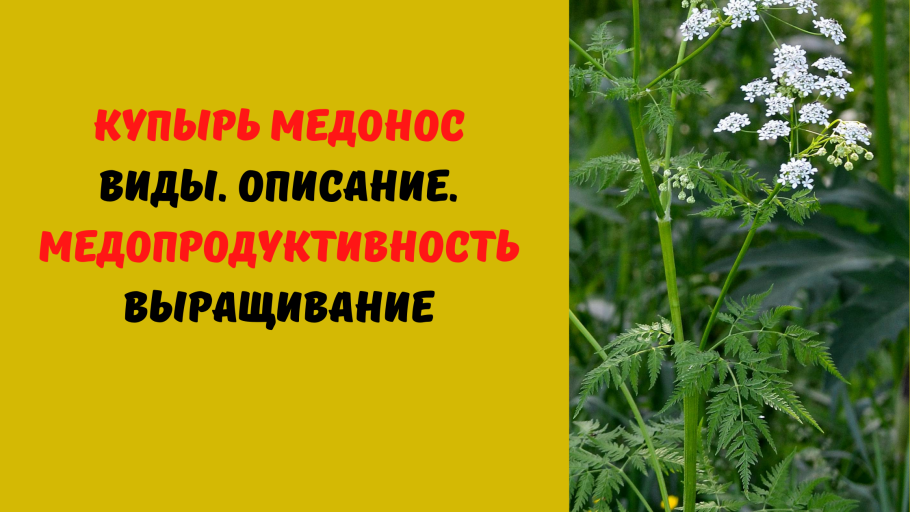 Болиголов и купырь как отличить
