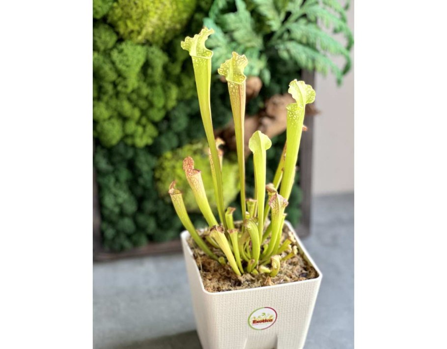 Саррацения уход в домашних условиях