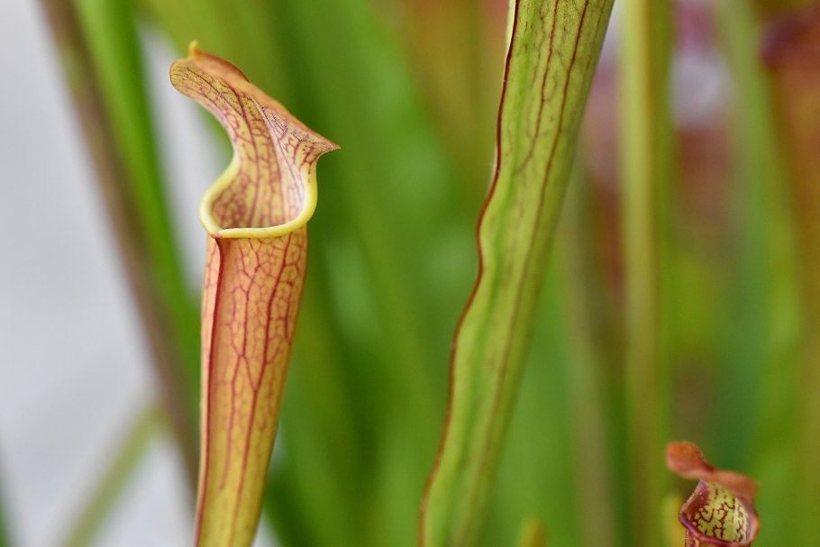 Саррацения (sarracenia)