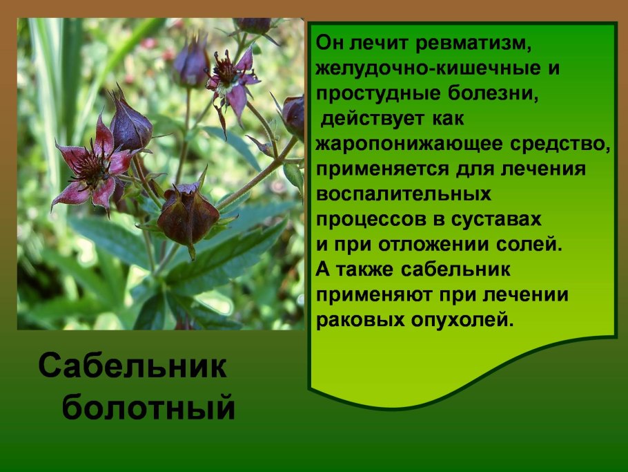 Сабельник свойства растения и применение