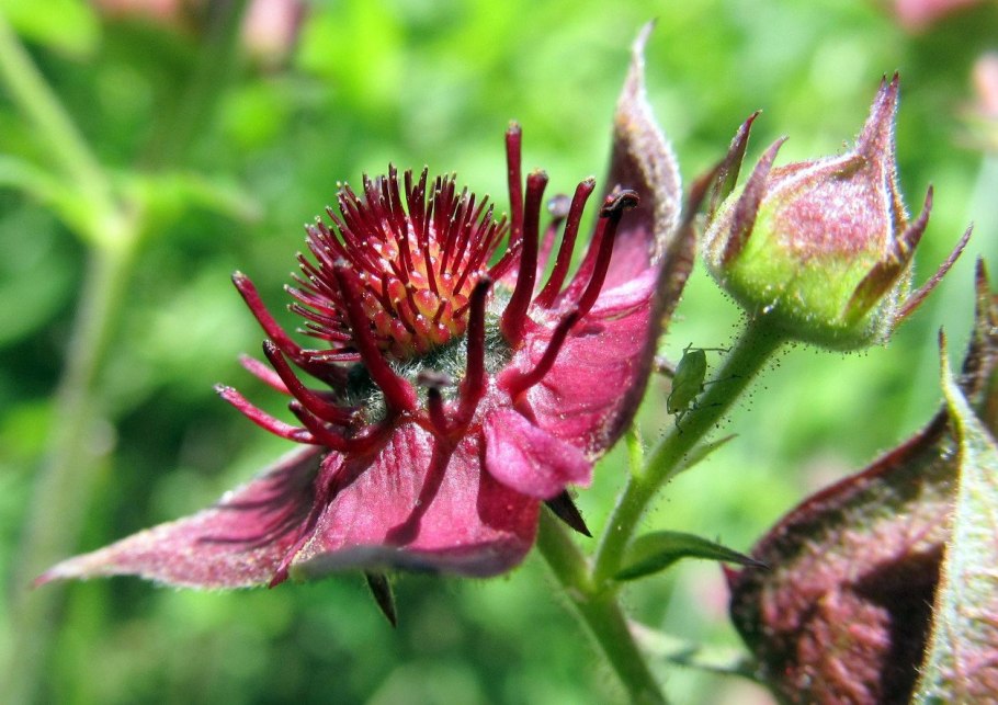 Comarum palustris – сабельник болотный