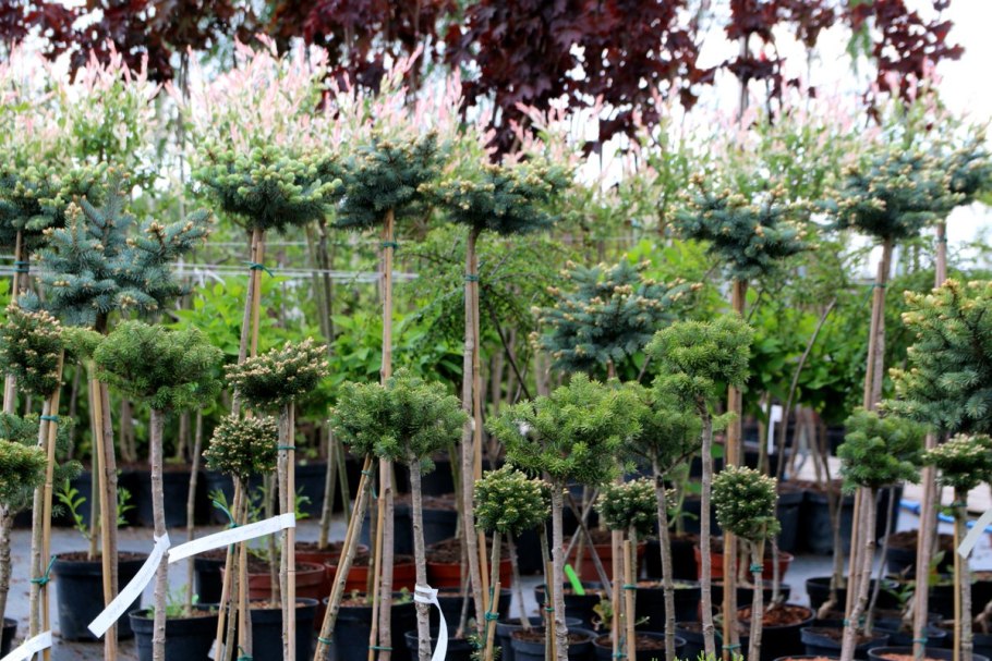 Клен Эрмитаж на штамбе