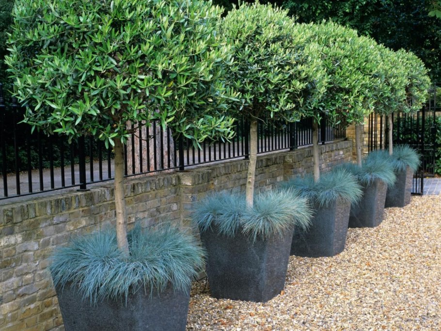 Бирючина на штамбе