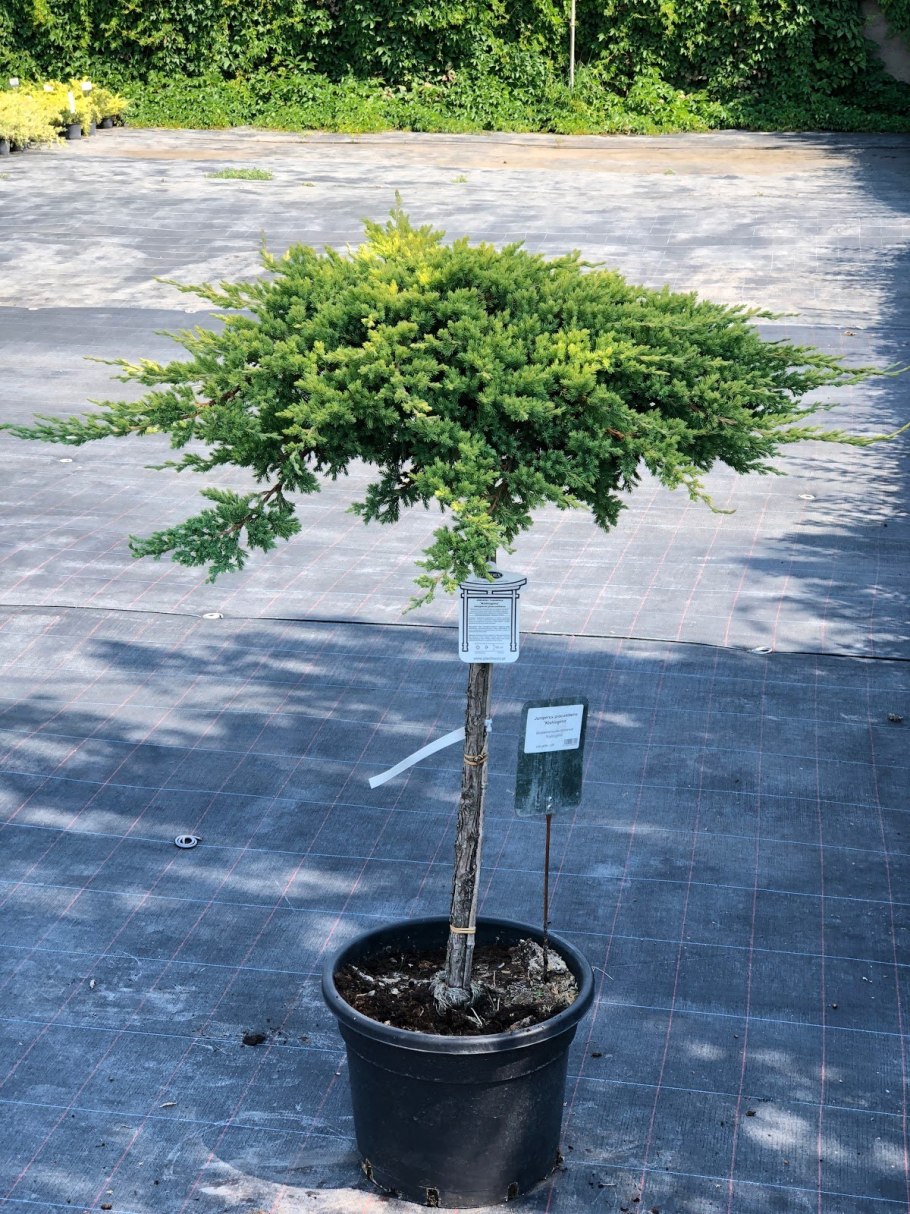 Juniperus procumbens Nana на штамбе