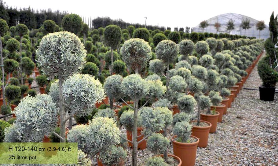 Кипарис Аризонский (Cupressus arizonica)